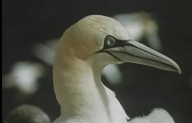 Gannet hunt image from 'Sulisgeir Gannet Hunt' in the National Library of Scotland Moving Image Archive